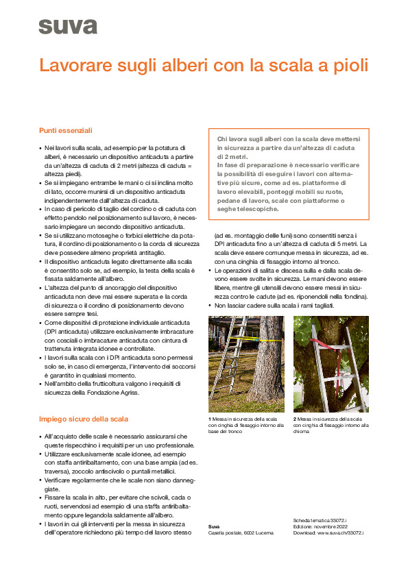 Consigli per lavorare sugli alberi con la scala a pioli